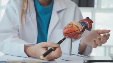 Doktor yaşlı bir hastaya kalp çalışmalarını açıklamak için bir kalp modeli kullanıyor. Anatomisi hakkında net ve detaylı bir özet sunuyor..