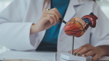 Doktor yaşlı bir hastaya kalp çalışmalarını açıklamak için bir kalp modeli kullanıyor. Anatomisi hakkında net ve detaylı bir özet sunuyor..
