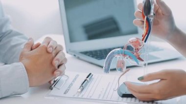 Doktor erkek idrar sistemini göstermek için anatomik bir model kullanıyor. Hastanın birlikte nasıl işlediğini anlaması için etiketlenmiş her parçayı gösteriyor ve açıklıyor..