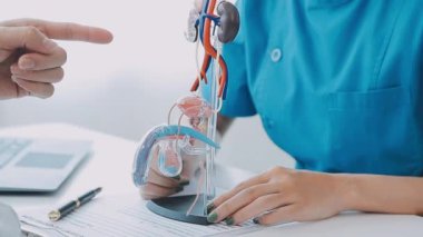 Doktor erkek idrar sistemini göstermek için anatomik bir model kullanıyor. Hastanın birlikte nasıl işlediğini anlaması için etiketlenmiş her parçayı gösteriyor ve açıklıyor..
