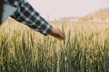 Smart farm. Farmer with tablet in the field. Agriculture, gardening or ecology concept. Harvesting. Agro business.