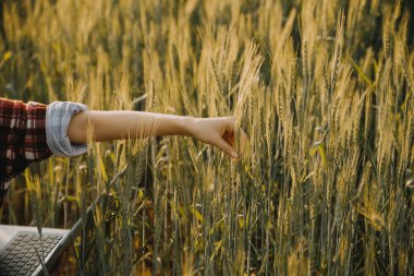 Smart farm. Farmer with tablet in the field. Agriculture, gardening or ecology concept. Harvesting. Agro business.