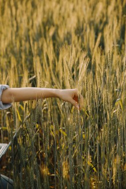 Smart farm. Farmer with tablet in the field. Agriculture, gardening or ecology concept. Harvesting. Agro business.
