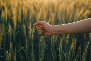 Smart farm. Farmer with tablet in the field. Agriculture, gardening or ecology concept. Harvesting. Agro business.