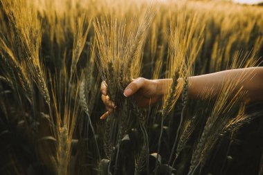 Smart farm. Farmer with tablet in the field. Agriculture, gardening or ecology concept. Harvesting. Agro business.