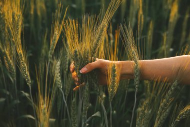 Smart farm. Farmer with tablet in the field. Agriculture, gardening or ecology concept. Harvesting. Agro business.