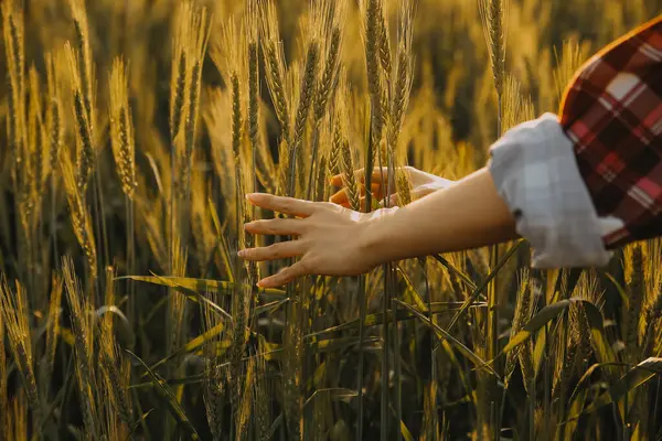 Smart farm. Farmer with tablet in the field. Agriculture, gardening or ecology concept. Harvesting. Agro business.