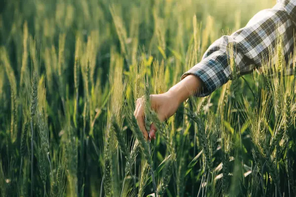 Smart farm. Farmer with tablet in the field. Agriculture, gardening or ecology concept. Harvesting. Agro business.