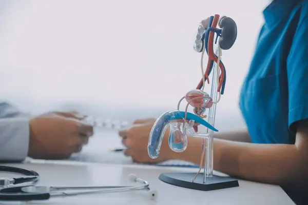 stock image Doctor uses anatomical model to explain male urinary system. Model labeled with parts, doctor points and explains how they work together for urinary function, ensuring patient comprehension.