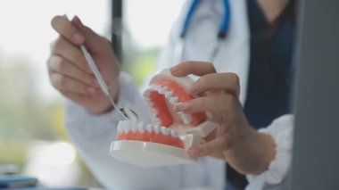 Diş hekimi bir dişçi kliniğine çene modeli koyuyor..