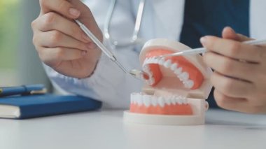 Dişçi model tutuyor ve diş modelinde dişlerini gösteriyor.