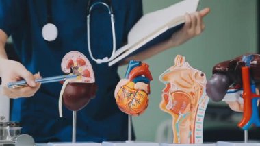 Tıp ceketli kadın doktor ellerinde kırmızı ve mavi akciğerler tutuyor..