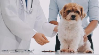 Klinikte steteskopla şirin bir köpeği muayene eden veteriner.