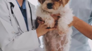 Doktor veteriner köpeği muayene ediyor.