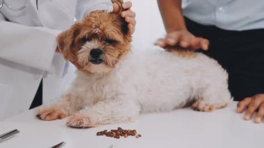 Veterinerlikteki köpek.