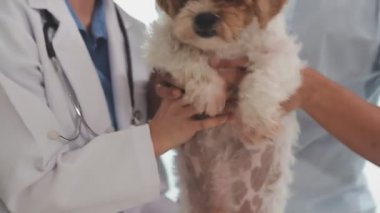Veteriner klinikte şirin bir köpeği muayene ediyor.