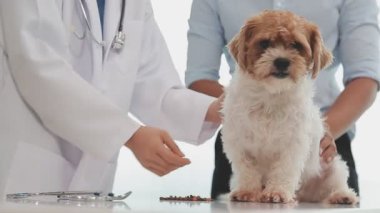 veteriner bir köpeği muayene ediyor.
