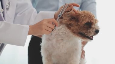 Veteriner veteriner veteriner kliniğinde köpeği muayene ediyor.