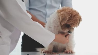 Veteriner doktor klinikte küçük şirin bir köpeği muayene ediyor.