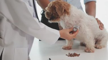 Veteriner muayene köpek stetoskop ile