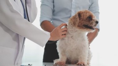 veteriner klinikte şirin bir köpeği muayene ediyor.