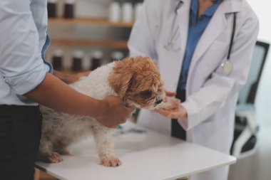 Veteriner doktor ve asistan veteriner kliniğinde köpek üzerinde birlikte çalışıyoruz. Hayvan sağlığı ve sağlık hizmetleri konseptini inceliyoruz. Yakın plan..
