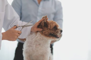 Veteriner doktor ve asistan veteriner kliniğinde köpek üzerinde birlikte çalışıyoruz. Hayvan sağlığı ve sağlık hizmetleri konseptini inceliyoruz. Yakın plan..
