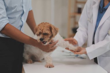 Veteriner doktor ve asistan veteriner kliniğinde köpek üzerinde birlikte çalışıyoruz. Hayvan sağlığı ve sağlık hizmetleri konseptini inceliyoruz. Yakın plan..