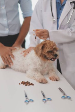 Veteriner doktor ve asistan veteriner kliniğinde köpek üzerinde birlikte çalışıyoruz. Hayvan sağlığı ve sağlık hizmetleri konseptini inceliyoruz. Yakın plan..