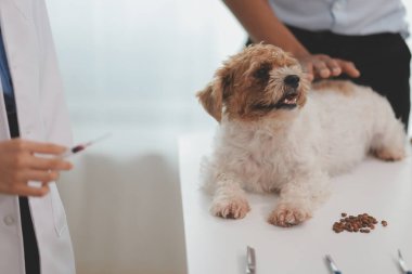 Veteriner doktor ve asistan veteriner kliniğinde köpek üzerinde birlikte çalışıyoruz. Hayvan sağlığı ve sağlık hizmetleri konseptini inceliyoruz. Yakın plan..