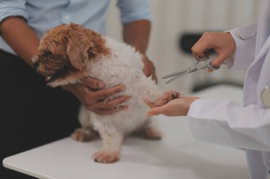 Veteriner doktor ve asistan veteriner kliniğinde köpek üzerinde birlikte çalışıyoruz. Hayvan sağlığı ve sağlık hizmetleri konseptini inceliyoruz. Yakın plan..