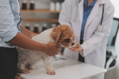 Veteriner doktor ve asistan veteriner kliniğinde köpek üzerinde birlikte çalışıyoruz. Hayvan sağlığı ve sağlık hizmetleri konseptini inceliyoruz. Yakın plan..