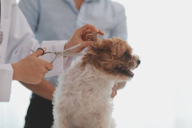 Veteriner doktor ve asistan veteriner kliniğinde köpek üzerinde birlikte çalışıyoruz. Hayvan sağlığı ve sağlık hizmetleri konseptini inceliyoruz. Yakın plan..