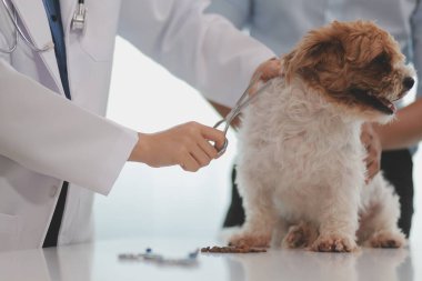 Veteriner doktor ve asistan veteriner kliniğinde köpek üzerinde birlikte çalışıyoruz. Hayvan sağlığı ve sağlık hizmetleri konseptini inceliyoruz. Yakın plan..