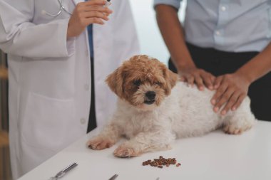 Veteriner doktor ve asistan veteriner kliniğinde köpek üzerinde birlikte çalışıyoruz. Hayvan sağlığı ve sağlık hizmetleri konseptini inceliyoruz. Yakın plan..