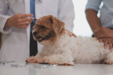 Veteriner doktor ve asistan veteriner kliniğinde köpek üzerinde birlikte çalışıyoruz. Hayvan sağlığı ve sağlık hizmetleri konseptini inceliyoruz. Yakın plan..