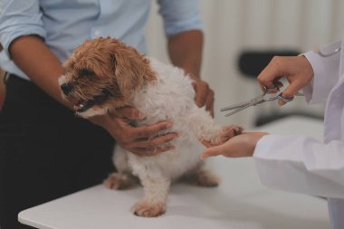 Veteriner doktor ve asistan veteriner kliniğinde köpek üzerinde birlikte çalışıyoruz. Hayvan sağlığı ve sağlık hizmetleri konseptini inceliyoruz. Yakın plan..