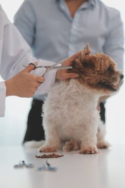 Veteriner doktor ve asistan veteriner kliniğinde köpek üzerinde birlikte çalışıyoruz. Hayvan sağlığı ve sağlık hizmetleri konseptini inceliyoruz. Yakın plan..