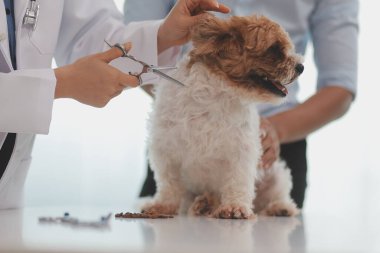 Veteriner doktor ve asistan veteriner kliniğinde köpek üzerinde birlikte çalışıyoruz. Hayvan sağlığı ve sağlık hizmetleri konseptini inceliyoruz. Yakın plan..