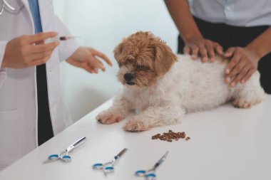 Veteriner doktor ve asistan veteriner kliniğinde köpek üzerinde birlikte çalışıyoruz. Hayvan sağlığı ve sağlık hizmetleri konseptini inceliyoruz. Yakın plan..