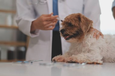 Veteriner doktor ve asistan veteriner kliniğinde köpek üzerinde birlikte çalışıyoruz. Hayvan sağlığı ve sağlık hizmetleri konseptini inceliyoruz. Yakın plan..