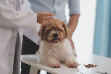 Veteriner doktor ve asistan veteriner kliniğinde köpek üzerinde birlikte çalışıyoruz. Hayvan sağlığı ve sağlık hizmetleri konseptini inceliyoruz. Yakın plan..