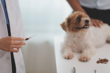 Veteriner doktor ve asistan veteriner kliniğinde köpek üzerinde birlikte çalışıyoruz. Hayvan sağlığı ve sağlık hizmetleri konseptini inceliyoruz. Yakın plan..
