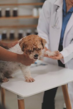 Veteriner doktor ve asistan veteriner kliniğinde köpek üzerinde birlikte çalışıyoruz. Hayvan sağlığı ve sağlık hizmetleri konseptini inceliyoruz. Yakın plan..
