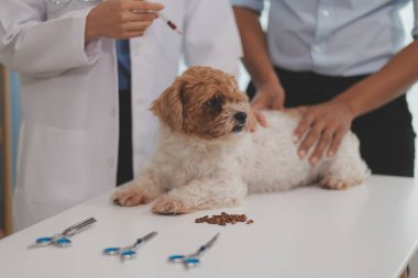 Veteriner doktor ve asistan veteriner kliniğinde köpek üzerinde birlikte çalışıyoruz. Hayvan sağlığı ve sağlık hizmetleri konseptini inceliyoruz. Yakın plan..