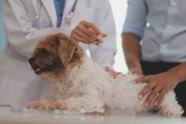 Veteriner doktor ve asistan veteriner kliniğinde köpek üzerinde birlikte çalışıyoruz. Hayvan sağlığı ve sağlık hizmetleri konseptini inceliyoruz. Yakın plan..