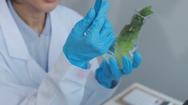 Örnek şişedeki Sağlıklı Yeşil Bitki 'ye bakan bir mikrobiyolog. Gelişmiş Teknoloji Mikroskopları ve Bilgisayarlarıyla Modern Gıda Bilimleri Laboratuvarında çalışan bir tıp bilimcisi.