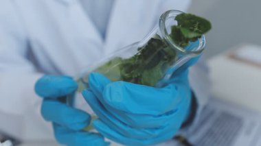 Örnek şişedeki Sağlıklı Yeşil Bitki 'ye bakan bir mikrobiyolog. Gelişmiş Teknoloji Mikroskopları ve Bilgisayarlarıyla Modern Gıda Bilimleri Laboratuvarında çalışan bir tıp bilimcisi.