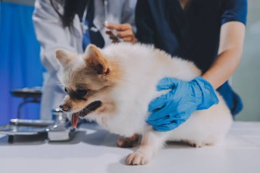 Köpek stetoskop Veteriner Kliniği tarafından kontrol veteriner eller closeup çekim