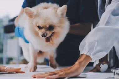 Köpek stetoskop Veteriner Kliniği tarafından kontrol veteriner eller closeup çekim